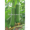 2016 Early maturity hybrid F1 luffa seeds For Growing- Early Harvest